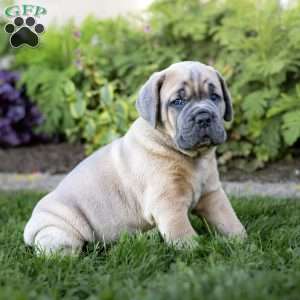 Iron, Cane Corso Puppy